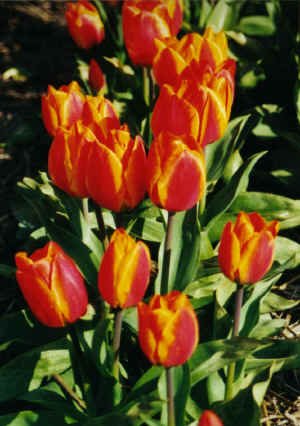 2001 04 28 bollen tulp small