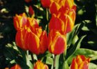 2001 04 28 bollen tulp small