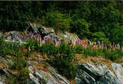 2001 06 26 I6 12 lupinen linge small