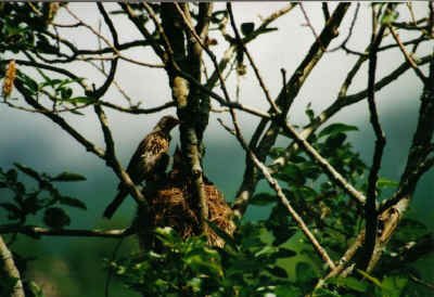 2001 06 26 I6 16 eidsdal vogelnest small