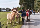 200410090211ardennenrochepaard