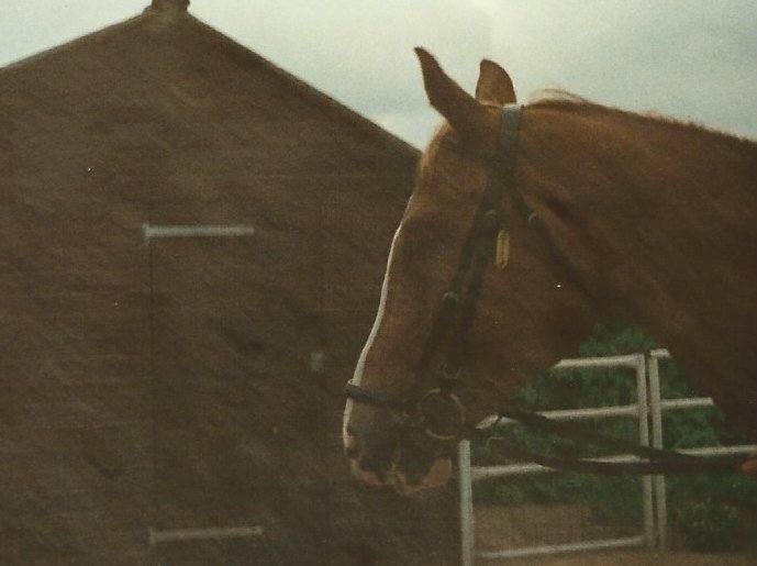 1988paulus