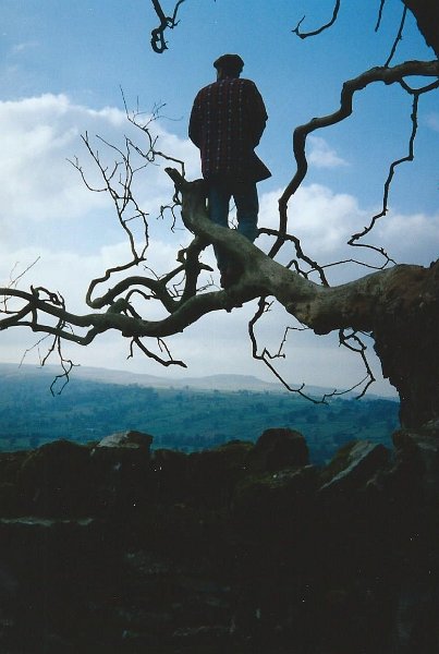 199710yorkshiretimtree