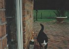 199412devoncat